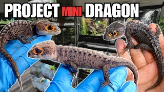 MAJOR UPDATE I MADE A CROCODILE SKINK DISCOVERY  REALLY BAD NEWS  PROJECT MINI DRAGON [upl. by Padraic]