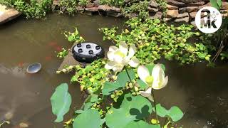 AMK Oase Screenmatic UV Quintet Pump Eco Premium Pond Installation with Review [upl. by Eivets]