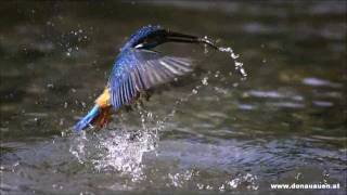 Eisvogel im Nationalpark DonauAuen  Alcedo atthis [upl. by Meghann]