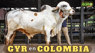 GYR EN COLOMBIA Líder en producción de Leche [upl. by Yadnus]