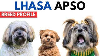 Lhasa Apso Breed Profile History  Price  Traits  Lhasa Apso Dog Grooming Needs  Lifespan [upl. by Apfelstadt508]