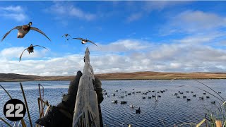 Did We Shoot a Storm Wigeon Incredible Decoying Ducks [upl. by Goulden677]