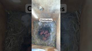 How baby chickadees look day 0 to 10 transition shorts chickadee [upl. by Mesics423]