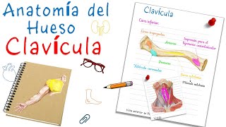 Anatomía de la Clavícula  Explicación fácil y didáctica [upl. by Rybma698]