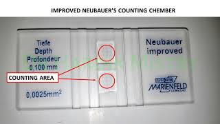 NEUBAUER CHAMBER  HAEMATOLOGY LAB  PHYSIOLOGY [upl. by Ahsekin767]