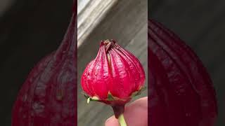 Eating Red Roselle hibiscus very nutritious and very healthy [upl. by Merrie808]