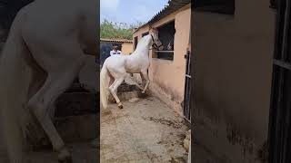 bey ghoda no power  Horse power viral horser explorepage horselover views marwarihorseviews [upl. by Joli]