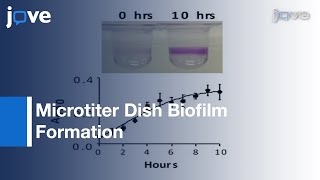 Microtiter Dish Biofilm Formation Assay l Protocol Preview [upl. by Nesilla]