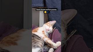 sone ka tarika thoda casual hai 😴😂trending comedy catvideos catshorts funnycatvideos catvoice [upl. by Alaunnoif]