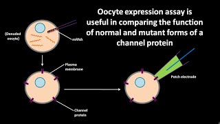 Oocyte expression assay [upl. by Nyberg]