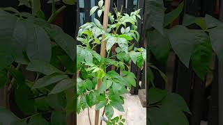 🌱 Healthy Growth of Sineguelas Spanish Plum Grown from Cuttings  See Comment trending viralvideo [upl. by Aimak]