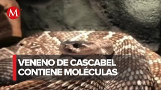 El veneno de la serpiente de cascabel como potencial tratamiento antibacteriano [upl. by Neils]