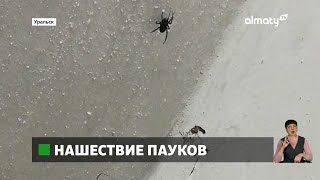 Нашествие пауков жители Уральска жалуются на появление ядовитых членистоногих [upl. by Harmaning243]