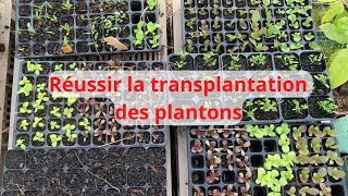 Réussir la transplantation des plantons [upl. by Reivax685]