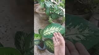 Care of Dieffenbachia plant🌱gardeningshortspummy ki hobby🤗 [upl. by Bollen]