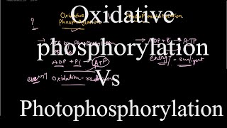 Oxidative phosphorylation vs Photophosphorylation [upl. by Yliram]