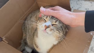 Cute Cat Purring in a Cardboard Box  Instant Relief from Stress and Anxiety  Her Face at the End [upl. by Seluj]