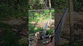 food egg survivalcooking duck eating primitivesurvivalskills [upl. by Oirrad]