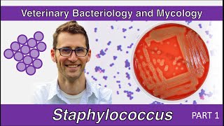 Staphylococcus Part 1  Veterinary Bacteriology and Mycology [upl. by Aneer]