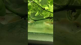 🤯🐠✨Gowrami fish breeding day1💥🤩telugu trending aquarium breedingfish gowramifish [upl. by Srevart]