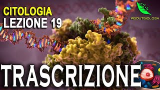 La TRASCRIZIONE del DNA Citologia lezione 19 [upl. by Louis]