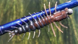 Hellgrammite Hammer Time On Some River Smallmouth [upl. by Guidotti]