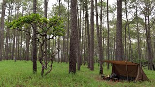 Solo Camping In The Forest Onetigris Tent [upl. by Barraza]