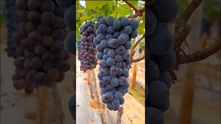 Black grapes harvest cutting blackgrapes grapes [upl. by Ardme]