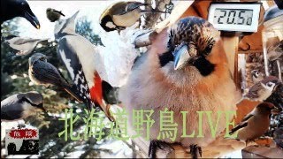 北海道野鳥LIVE ～‘Hokkaido bird watching LIVE Cam～202409162 [upl. by Vilberg]