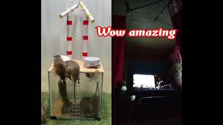 wow amazing mousetrap rat rattrap [upl. by Eslud594]