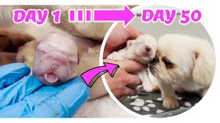 4 puppies from the FIRST HOURS to 50 DAYS of LIFE 🐶 [upl. by Ozneral473]