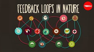 Feedback loops How nature gets its rhythms  AnjeMargriet Neutel [upl. by Yelats]