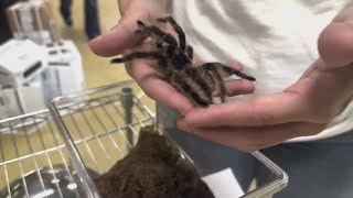 Tarantulas appearing in Central Texas homes during mating season [upl. by Lechar]