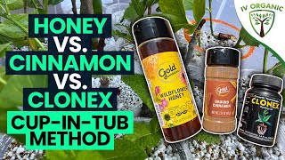 How To Root Cuttings  Honey vs Cinnamon vs CloneX [upl. by Laehplar]