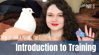 How to Earn a Pigeon or Doves Trust Part 3  Introduction to Training [upl. by Ydnic]