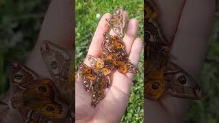 Saturnia pavonia  Small Emperor Moth [upl. by Marice]