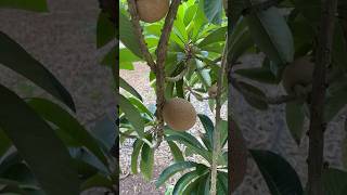 Mira la cosecha de mamey 2025 y 2026 en el árbol fruit plantas zapote mamey naturaleza plants [upl. by Eugilegna]