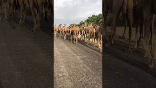 Camel walking in sequence [upl. by Oilerua861]