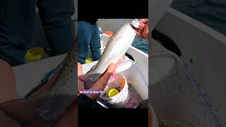 Kurtçuk ile Alabalık Avı Trout Fishing kurtçukilealabalıkavı alabalıkavı troutfishing [upl. by Dream]