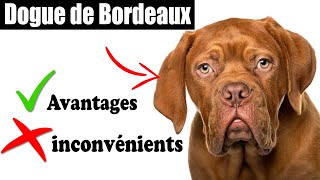 Le Dogue de Bordeaux Avantages et Inconvénients  Dogue de Bordeaux Le mal Et Le Bien De La Race [upl. by Euqirrne]