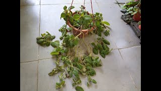 Episcia Cupreata Plants Care Tips And Propagation [upl. by Detta]