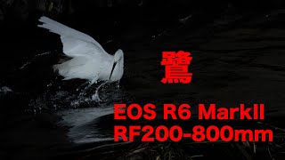 Canon EOS R6Mark II RF 200800mmF539 IS USMで鷺撮影 [upl. by Ellivnarg638]