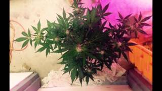 Autoflower LED Journal Super skunk Critical jack LEGAL GROW [upl. by Coltin]