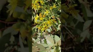 White butterfly and bees on yellow chamomile flowers shorts [upl. by Silvain196]