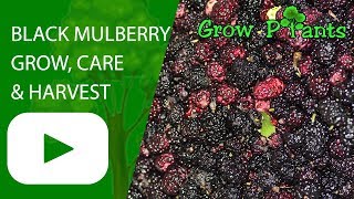 Black mulberry tree  grow care amp harvest [upl. by Aihsi920]