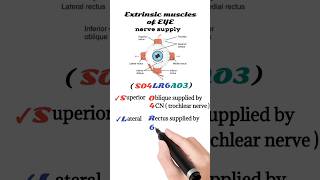 extraocular muscles nerve supply  extrinsic muscles of the eye [upl. by Essirahc]