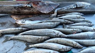 4K HUGE Western Port Bay WHITING [upl. by Yreffeg634]