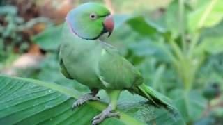 Malayalam talking Parrot its more than 30 year old [upl. by Berget971]