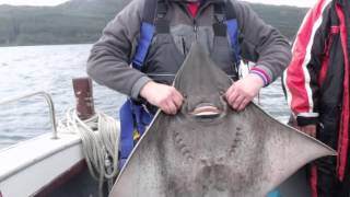 Skate Fishing Charters Crinan  North Star [upl. by Aitnecserc256]