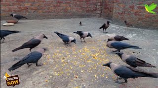 Crow birds crowing sounds and loud noise  Crows cute video  Crows Planet [upl. by Lady]